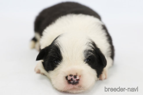 成約済の神奈川県のボーダーコリー-315523の4枚目